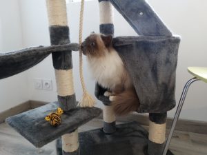 Chaque chambre a son arbre à chat