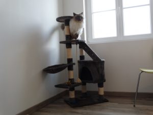 Chaque chambre a son arbre à chat