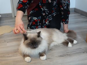 Petite séance toilettage