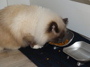 L'heure du repas à la pension pour chat